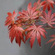 紅葉