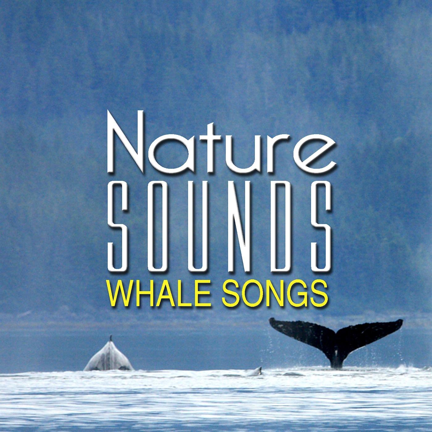 Whale Songs