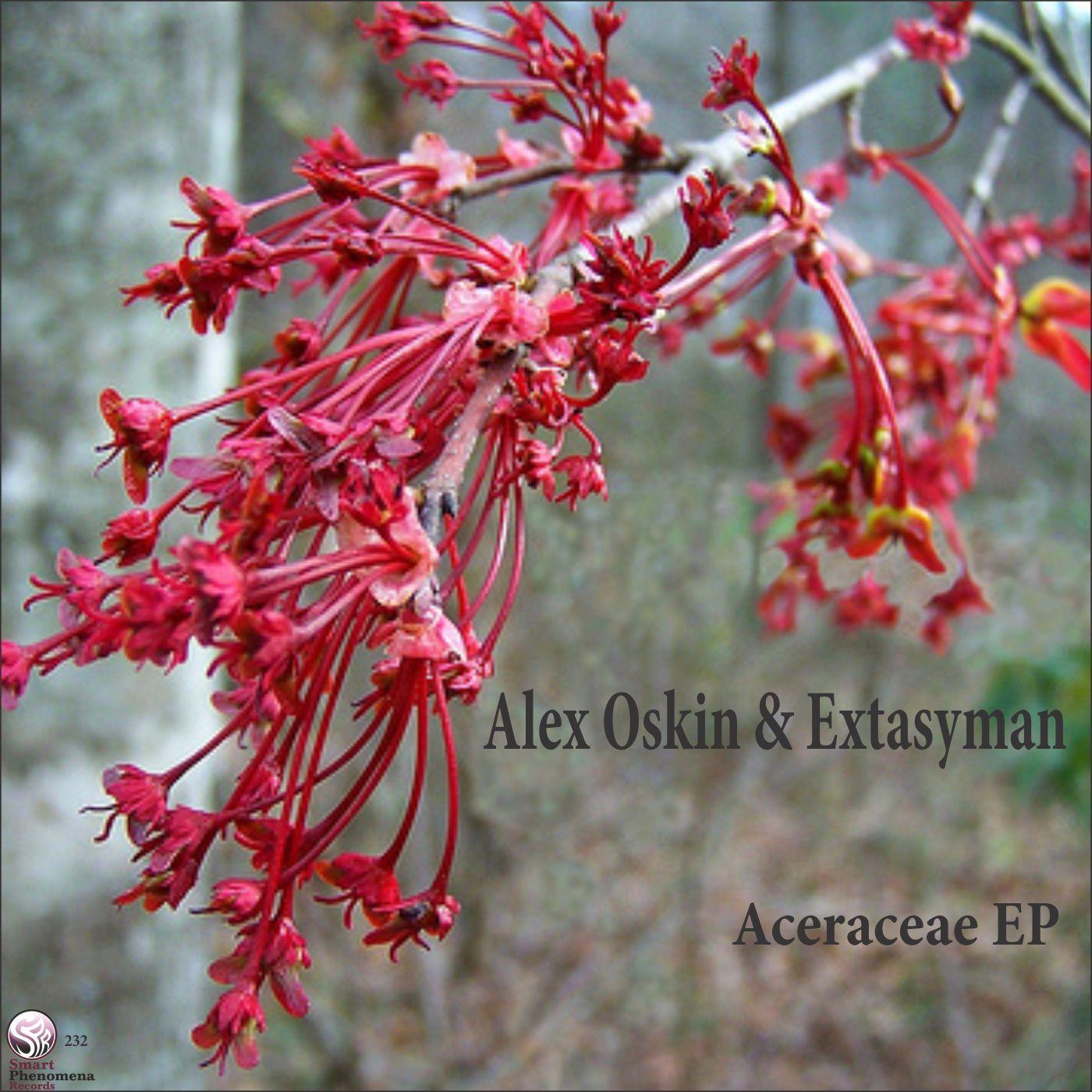 Aceraceae