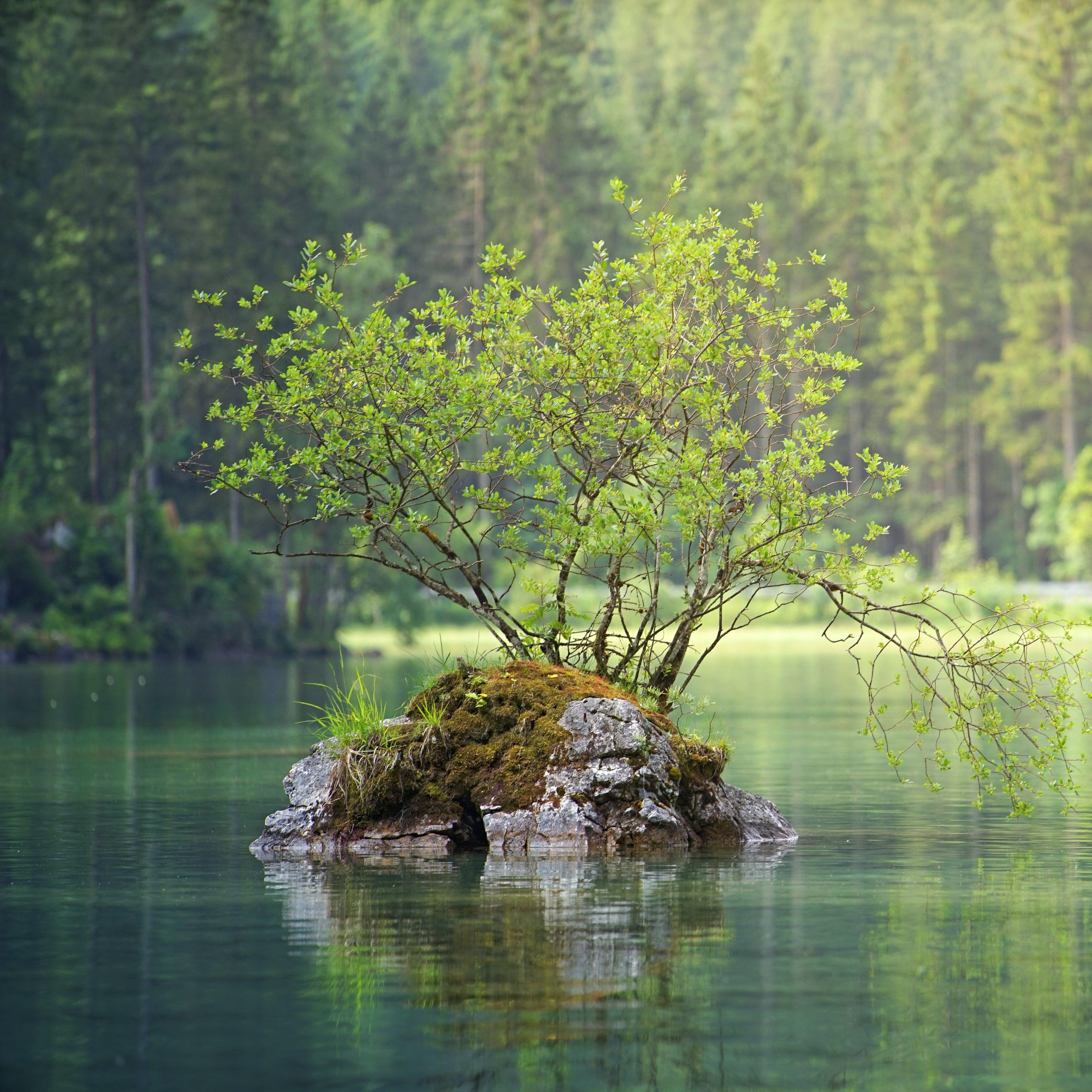 Spring Sounds | Sleep and Chilling Out