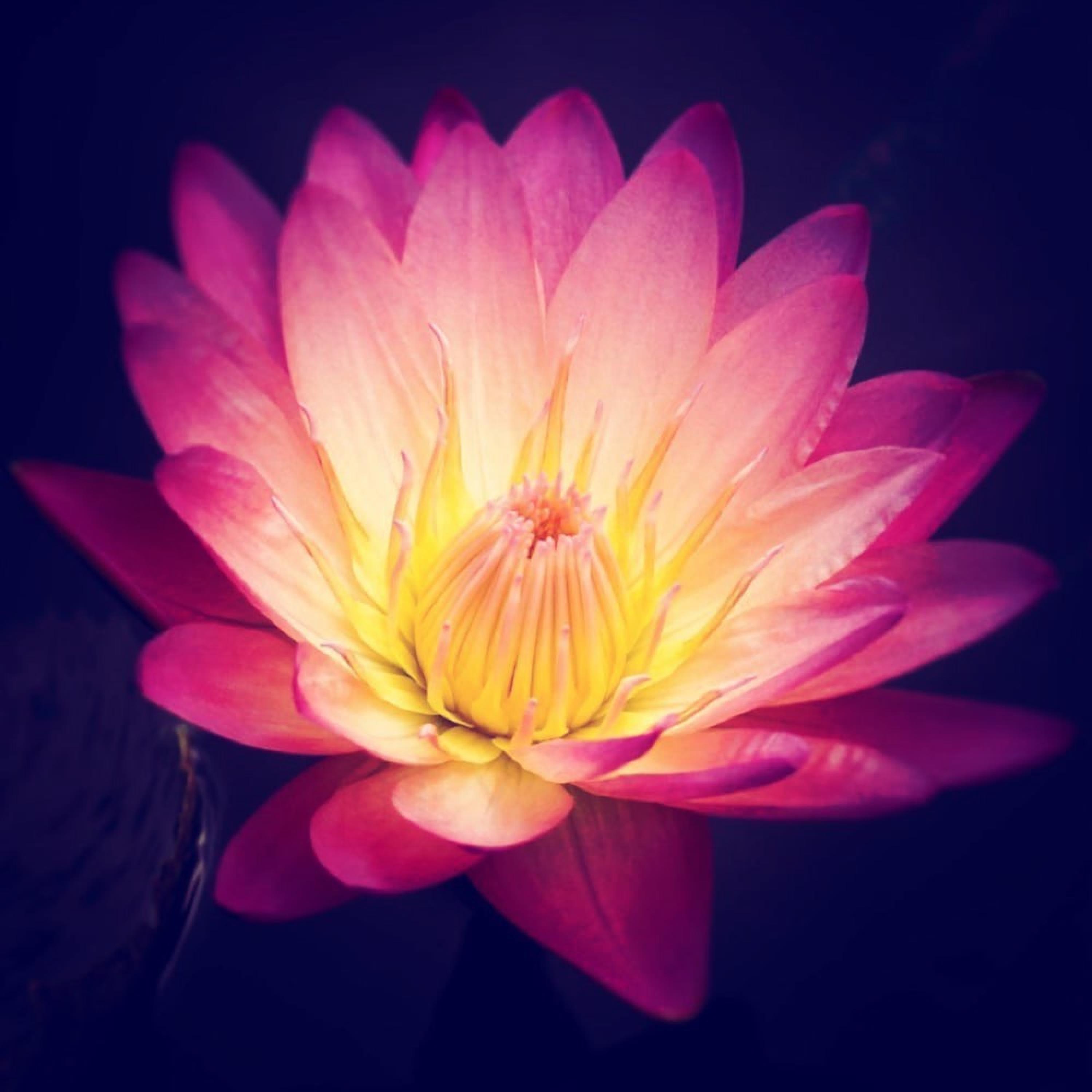 Lotus (feat. Lo-KiThaGod)