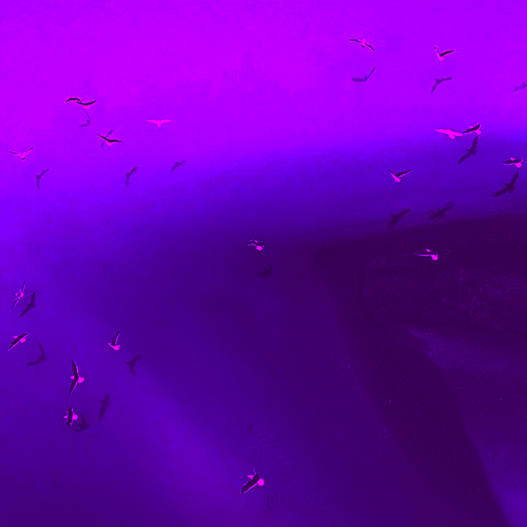 凤凰PHOENIX