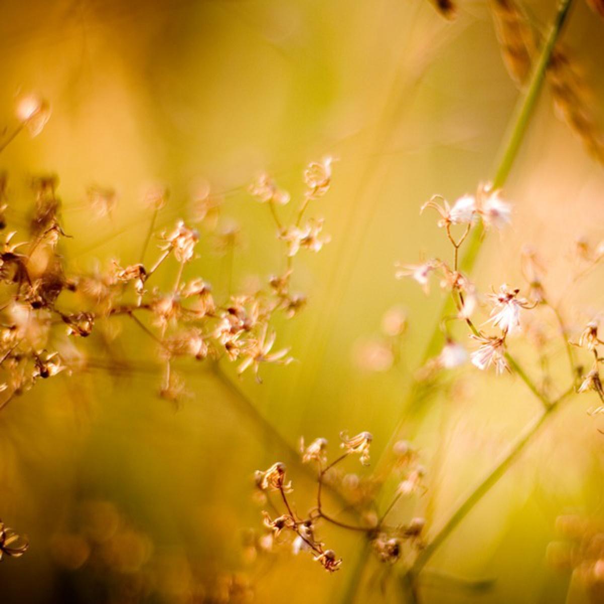 Autumn In the Evening