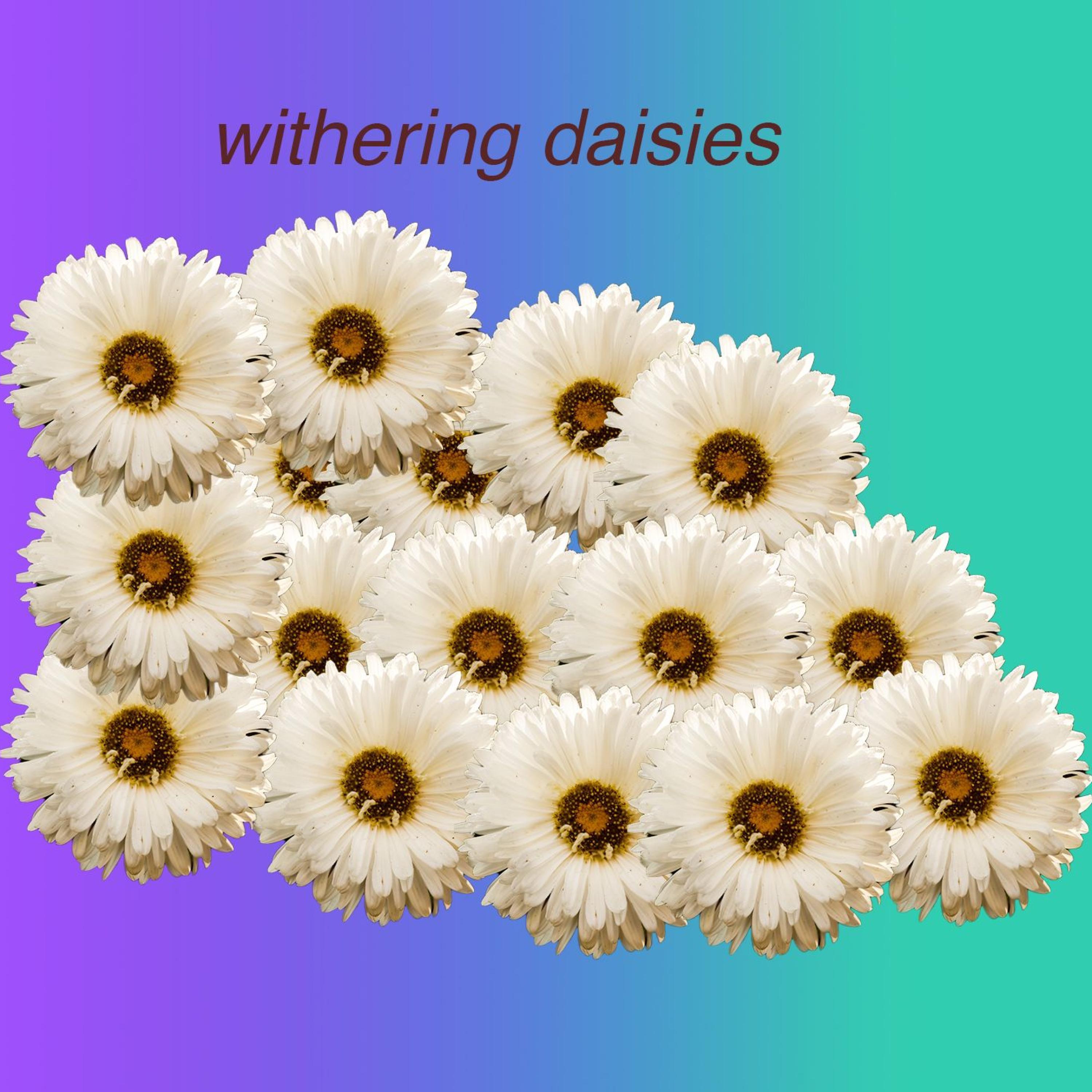 withering daisies