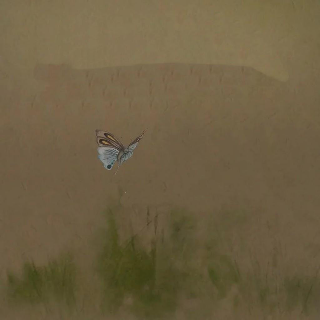 金风玉蝶 张小葵