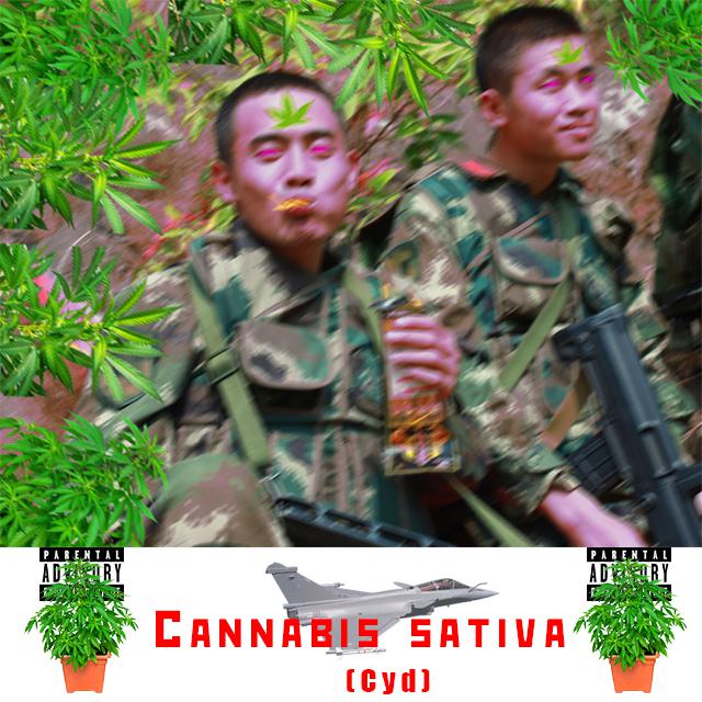 Cannabis sativa专辑