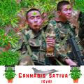 Cannabis sativa