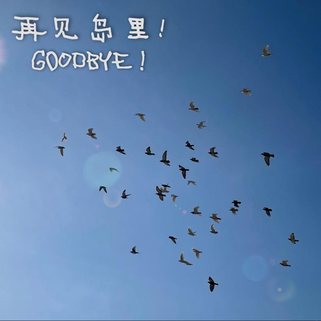 再见岛里