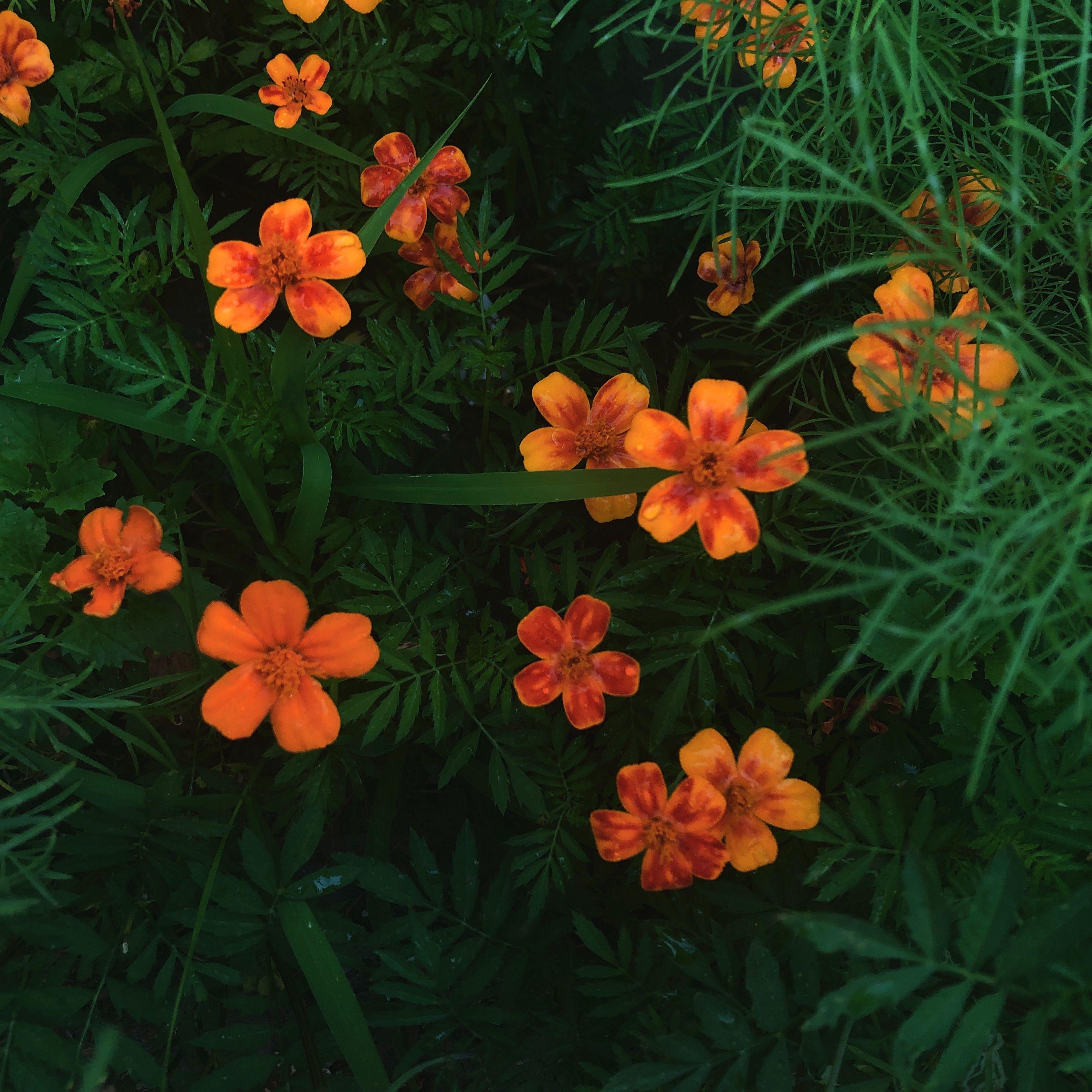 Free “Lilith?” Thomeboydontkill Type Beat