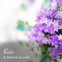 13 Rain and Nature Sounds专辑