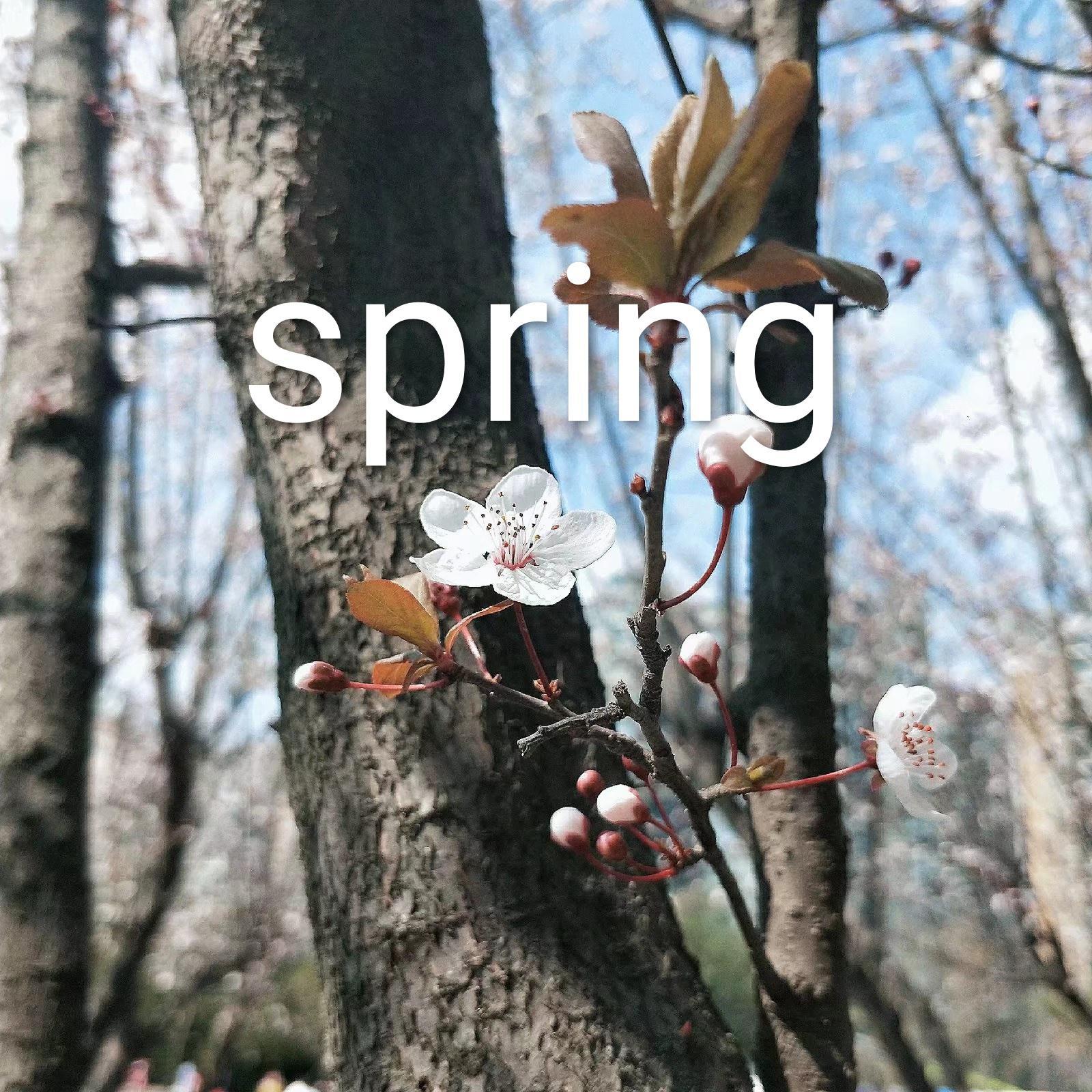 Spring（春）专辑