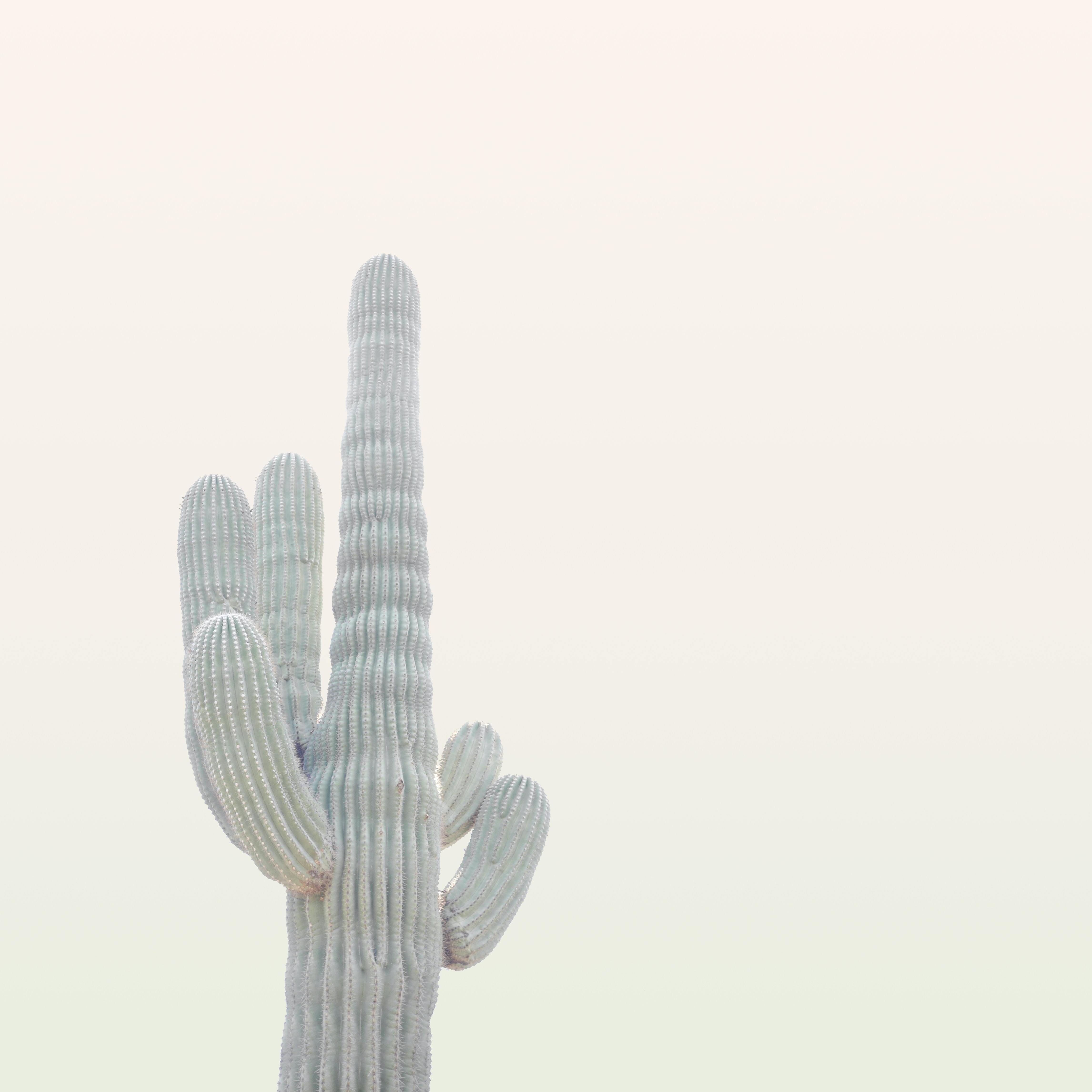 Whispering Wind | Just Relax, Natural Remedies, Chakra Cleansing