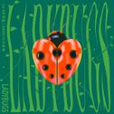 Ladybugs