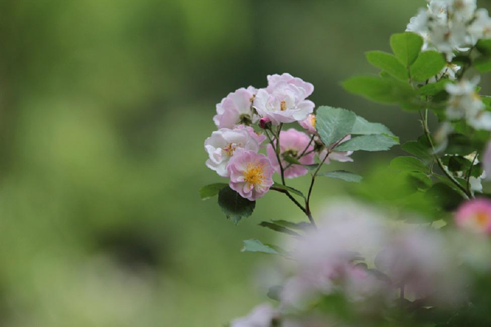 风愿花香专辑