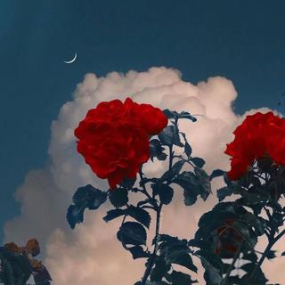 天鹅绒之夜｜玫瑰凋零在记忆之园