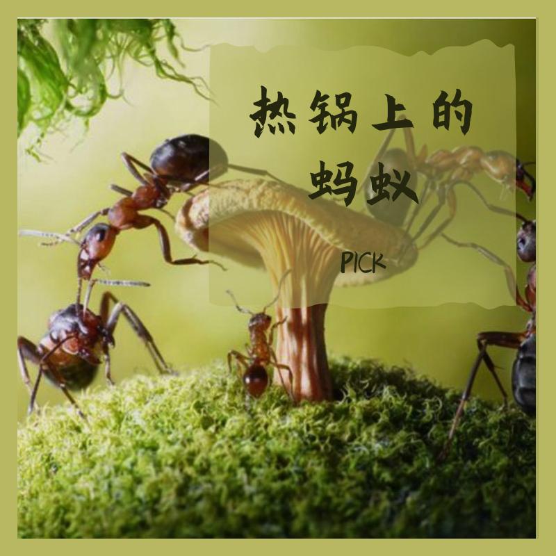 热锅上蚂蚁
