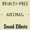 Royalty Free Animal Sound Effects