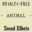 Royalty Free Animal Sound Effects专辑