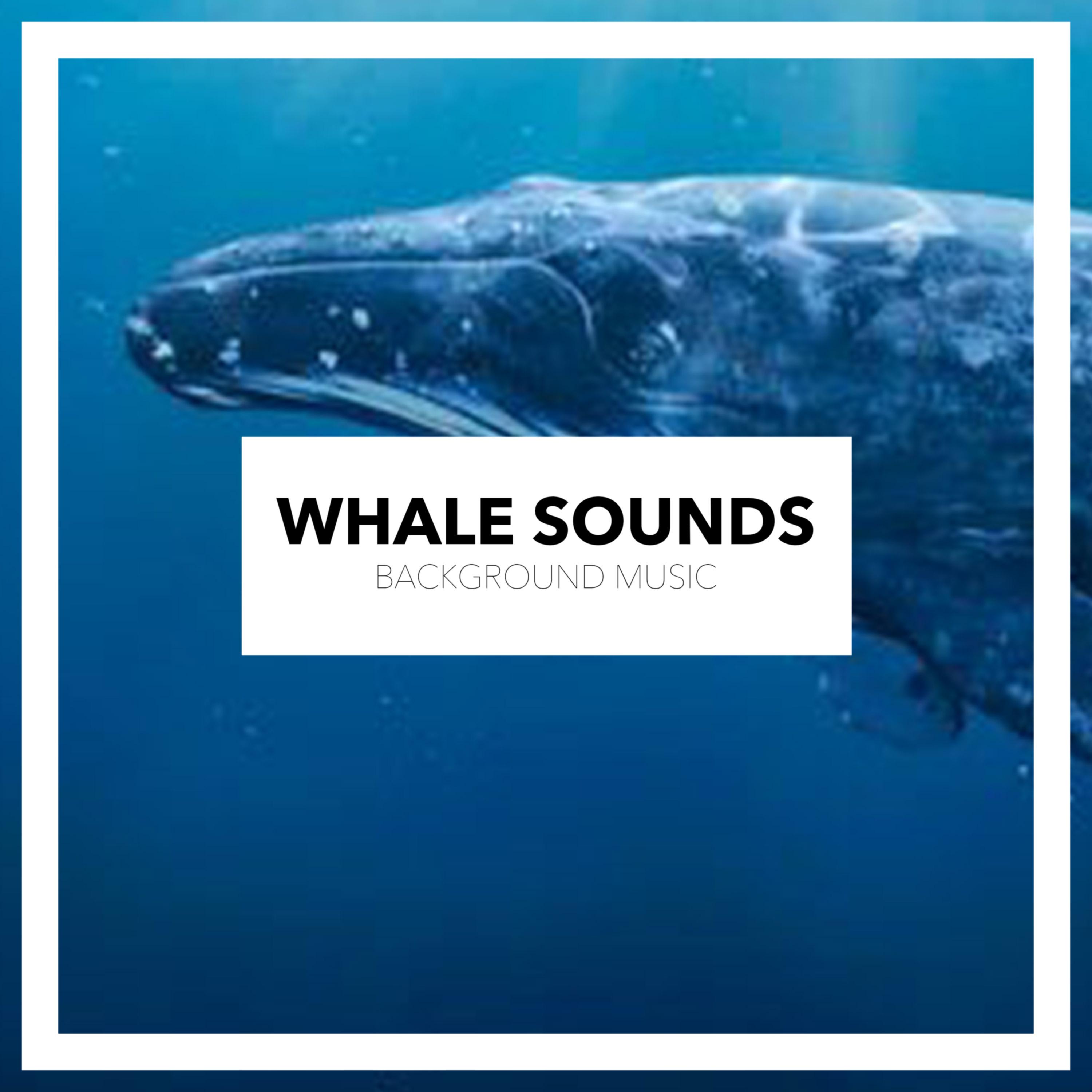 Whale Singing (Original Mix)