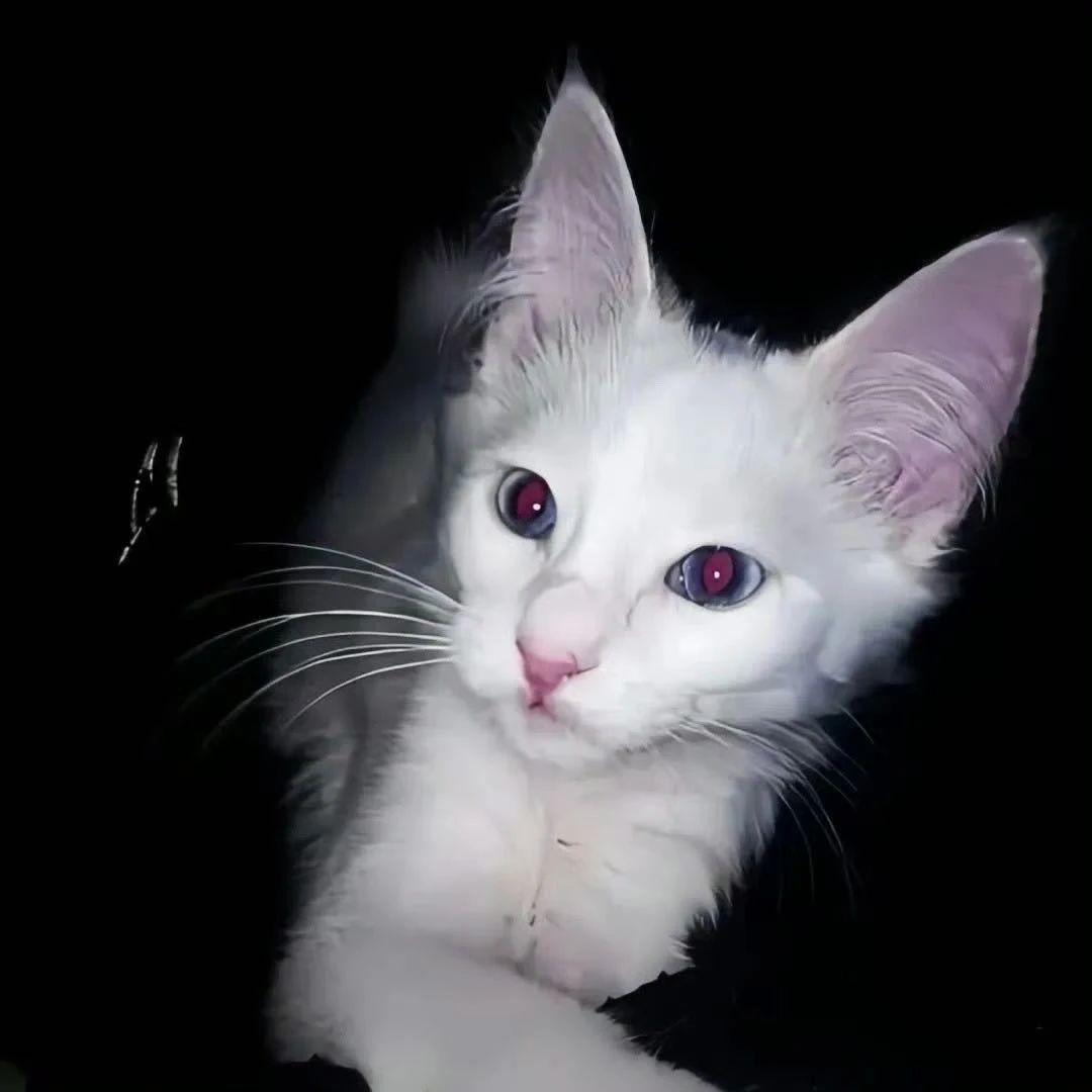 Dusk Till Dawn (DJ Tronky Bachata )