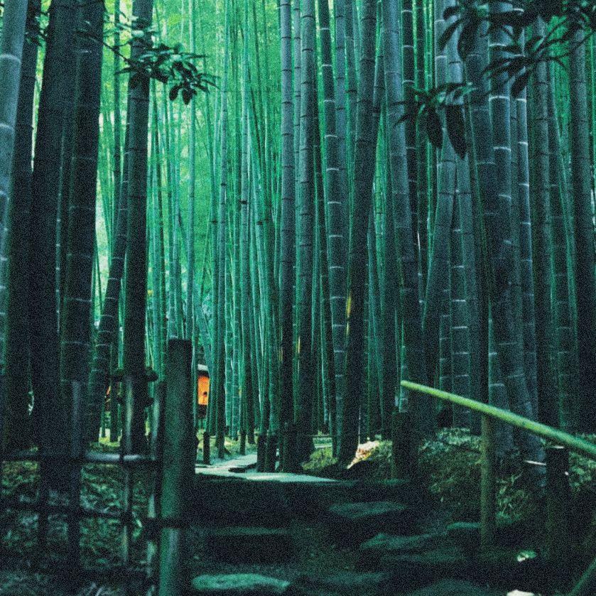 【Free】“竹林” 中国风 gunna type beat