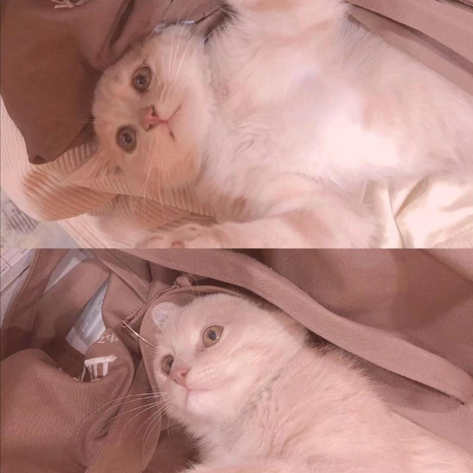 情人