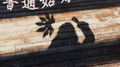 普通姑娘专辑