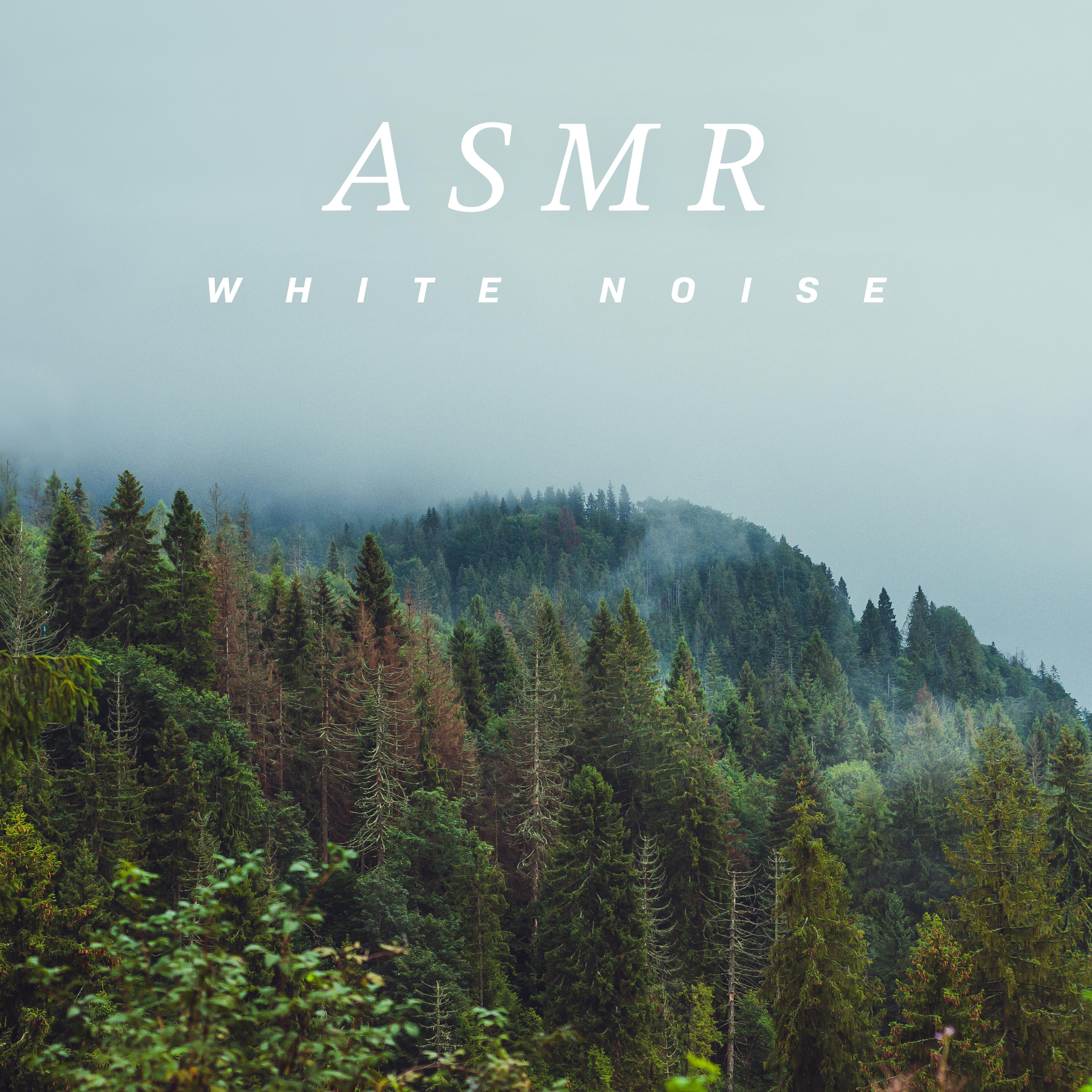 听见治愈之森: ASMR自然白噪音