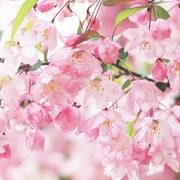 樱花与你