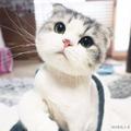 猫咪