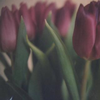 性浪漫（慵懒纯音向）