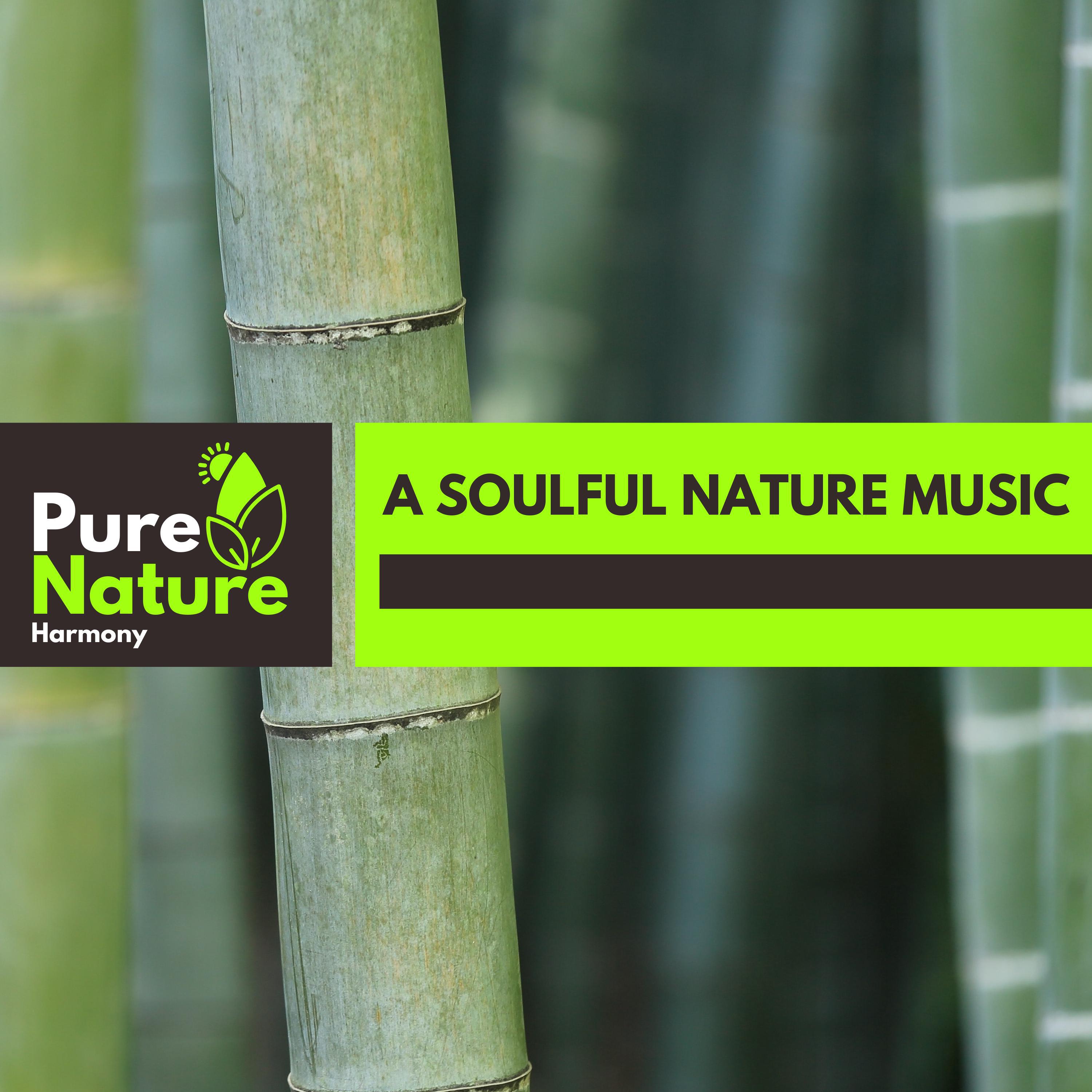 Refreshing Nature Music Project - Enticing Breeze Tunes