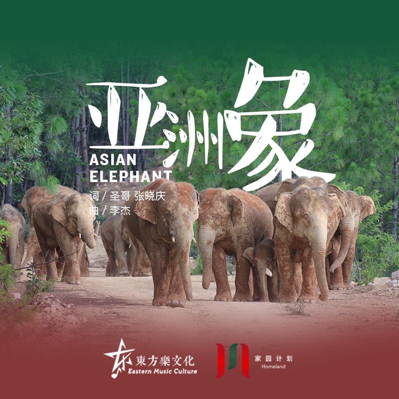 家园计划｜亚洲象