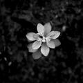 Flower In The Dark