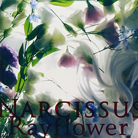 NARCISSUS