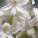 White Hyacinth