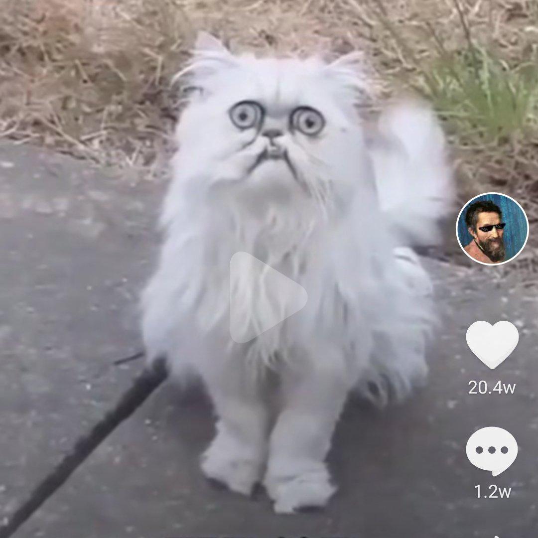 波斯猫