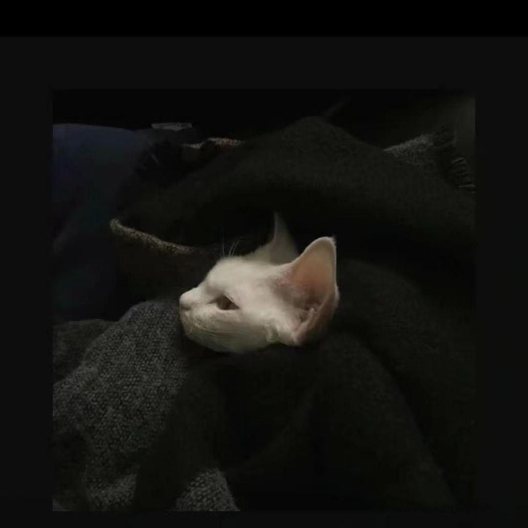 流浪猫