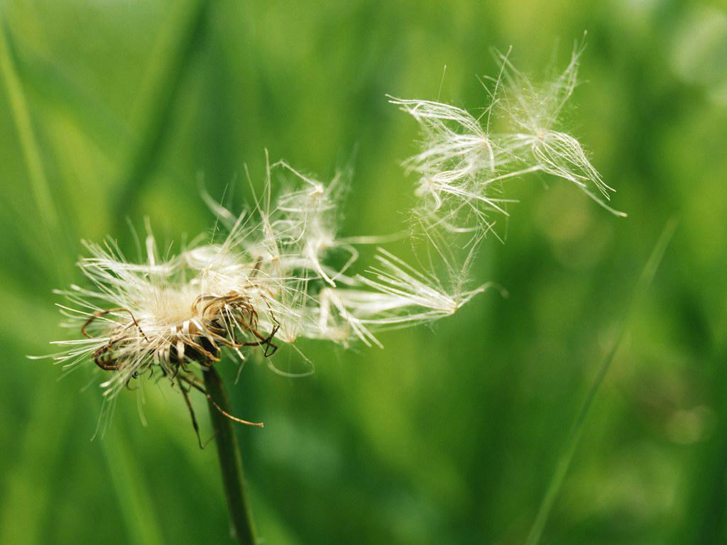 随风飘荡专辑