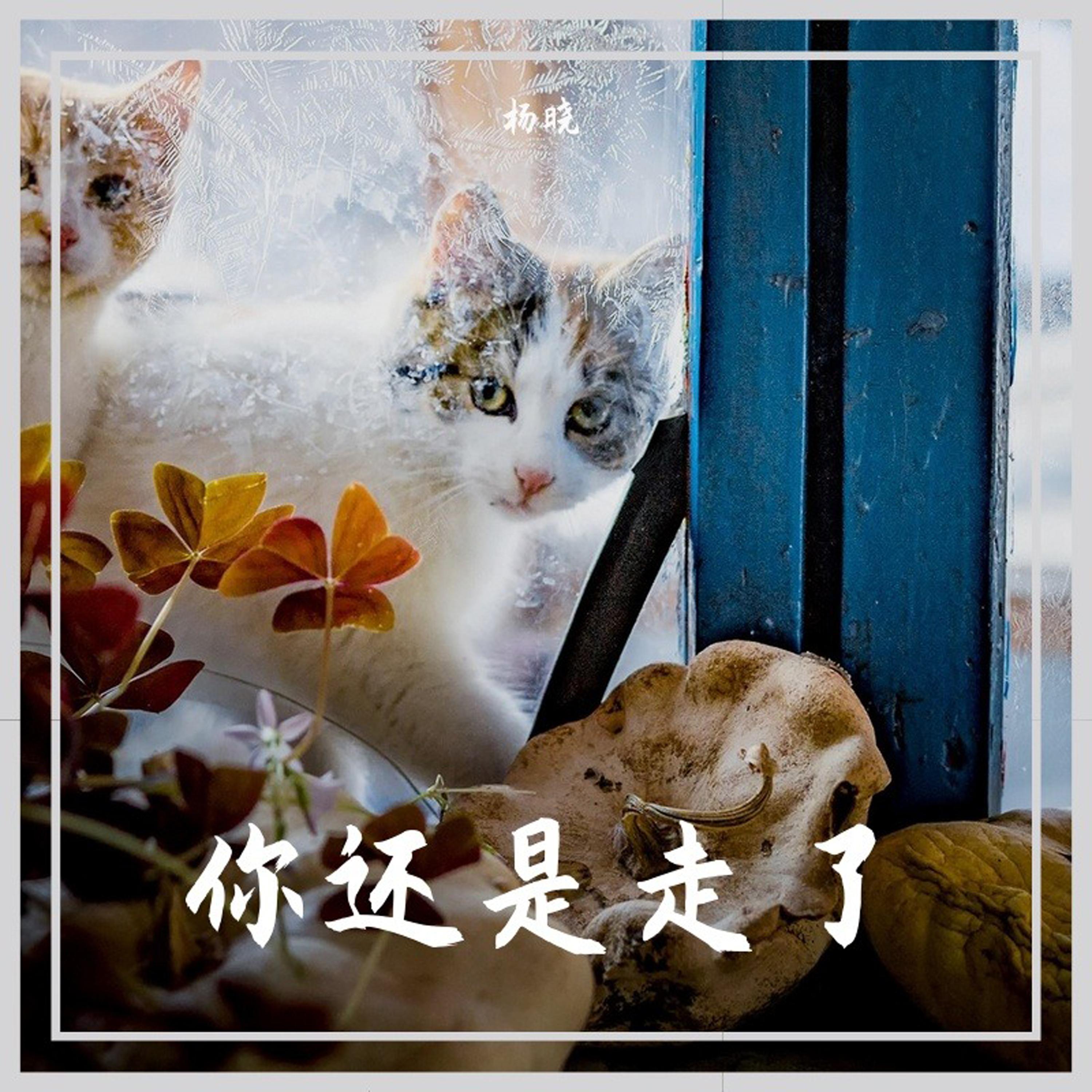 你还是走了