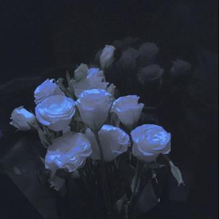 “花会开 可我不会来”
