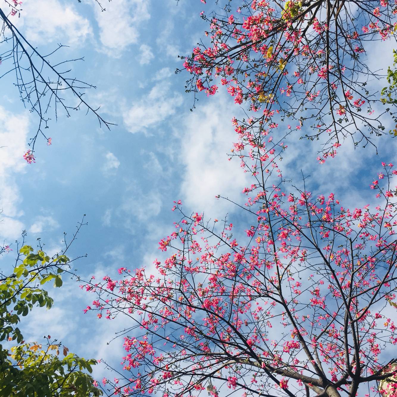 三生三世十里桃花专辑