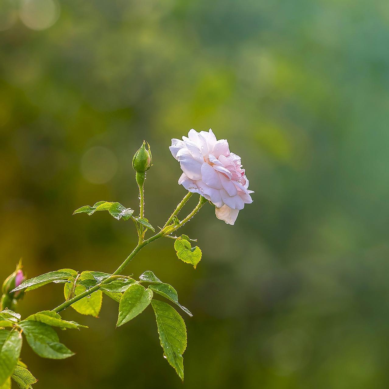 花语专辑