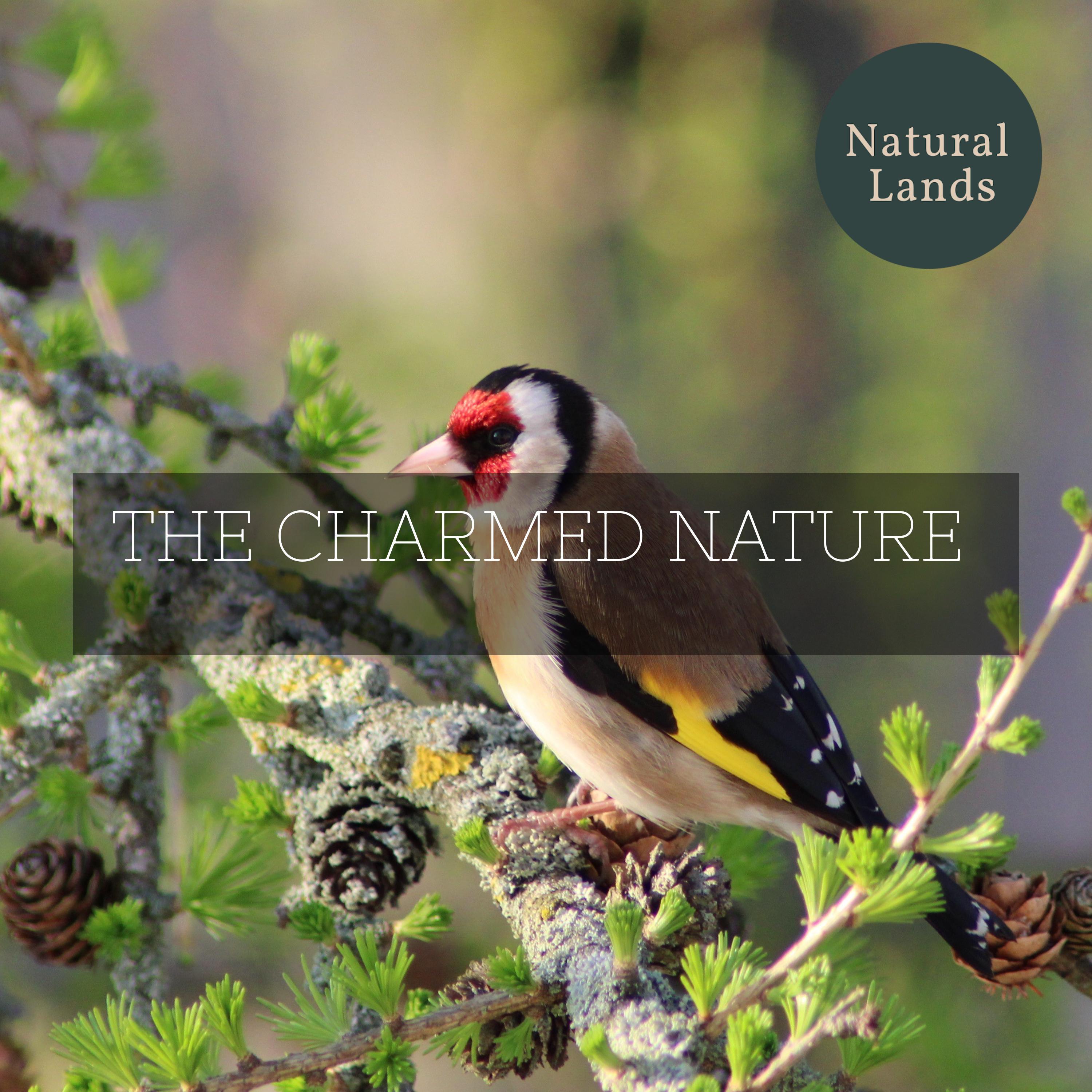 Nature Happiness Music - Olive Bird