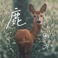 鹿回头 - 海南民歌