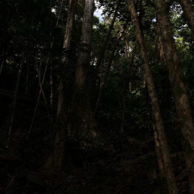 (Dry Season) Littoral Rainforest Along Cape Tribulation Beach In The Early Morning