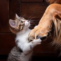 Music For Pets And The Comfort Of Quiet Company