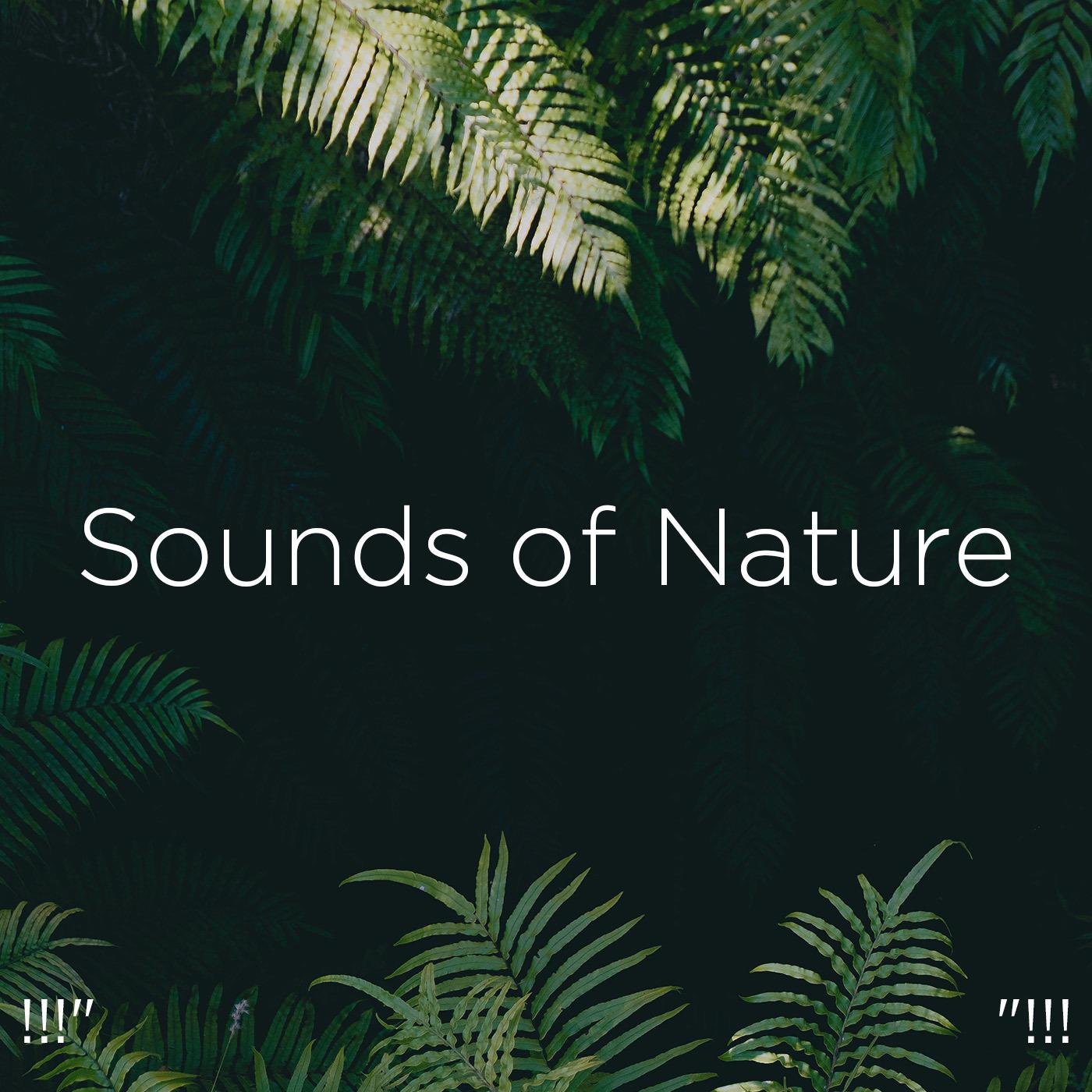 !!!" Sounds of Nature "!!!