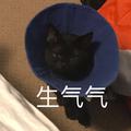 养一只猫再养一个你