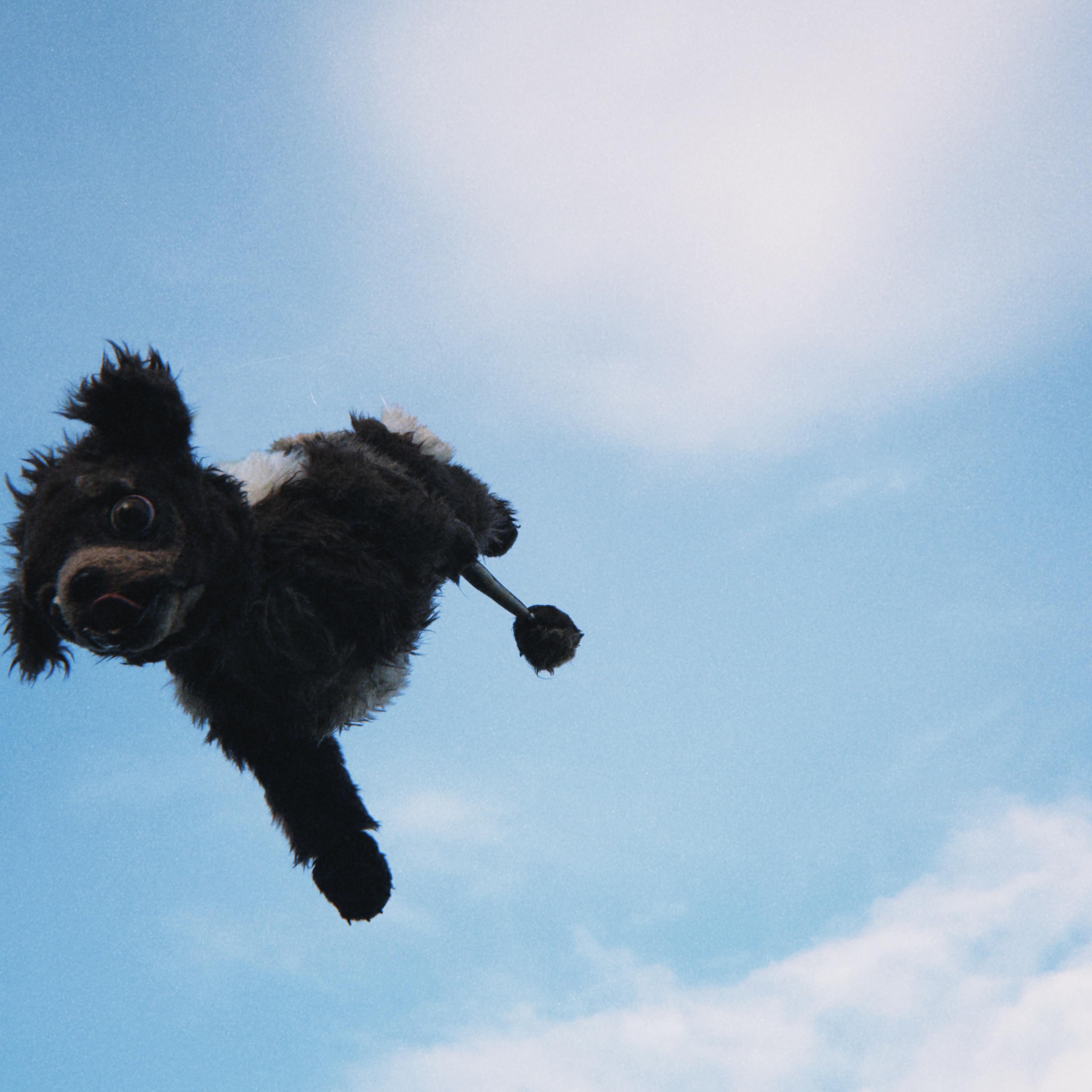 monty (＾ᴥ＾) (acoustic)